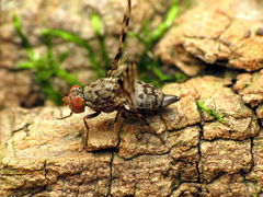 Pseudotephritis approximata