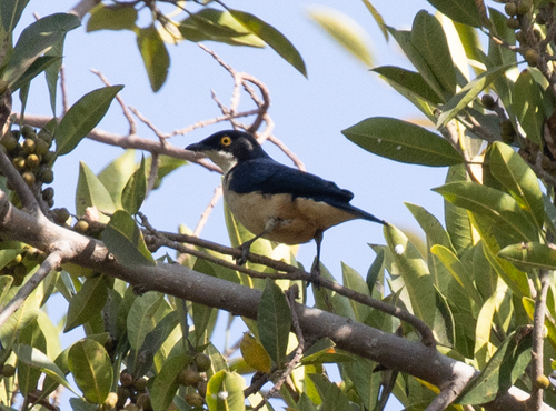 Sharpe's Starling (Pholia sharpii), photo 8