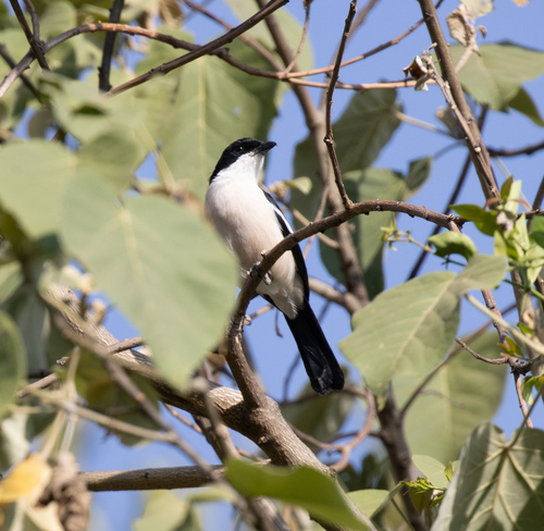 Ethiopian Boubou (Laniarius aethiopicus), photo 10
