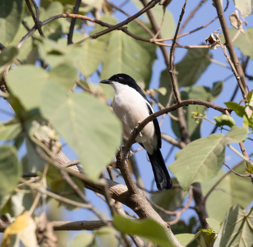 Ethiopian Boubou (Laniarius aethiopicus), photo 2
