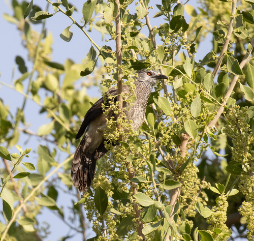 White-rumped Babbler (Turdoides leucopygia), photo 6