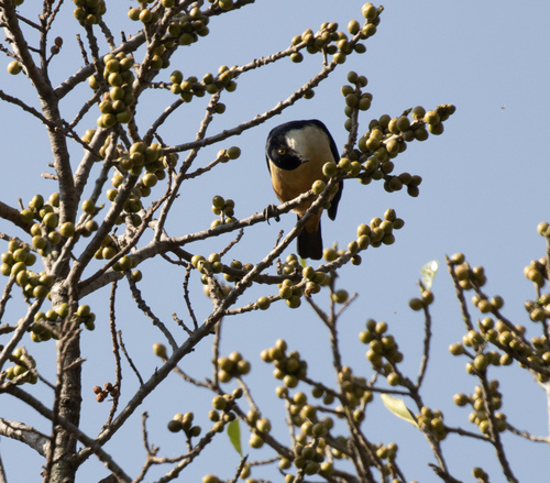 Sharpe's Starling (Pholia sharpii), photo 4