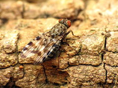 Pseudotephritis approximata