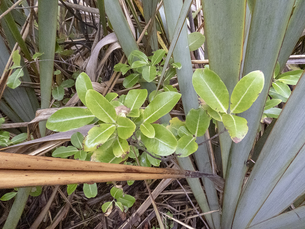 Rautāwhiri from Paparoa National Park, New Zealand on February 5, 2020