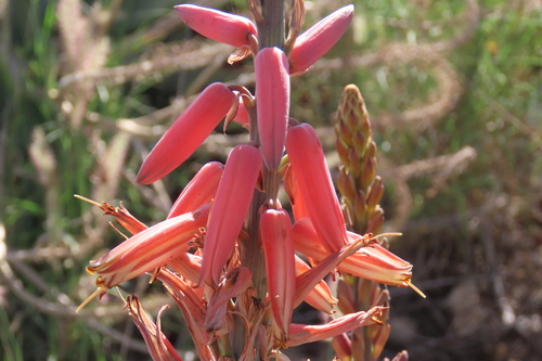 Mopane Aloe