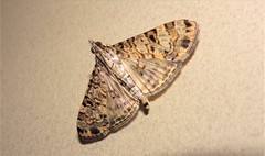 Dysallacta negatalis