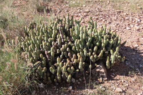 Paper-Spined Cholla
