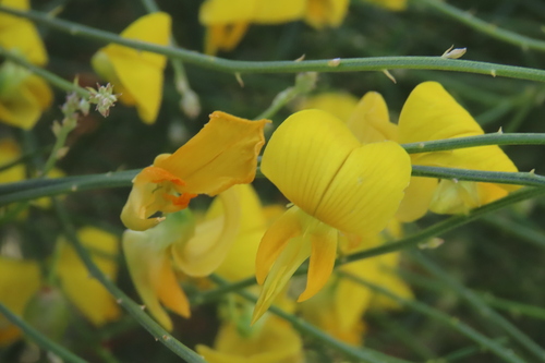 Dune Bush (Crotalaria spartioides)