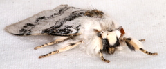 Iropoca rotundata