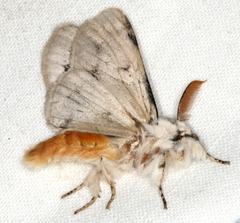 Iropoca rotundata