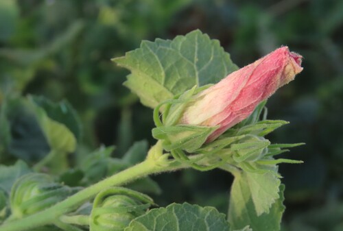 African Swampmallow (Pavonia senegalensis)