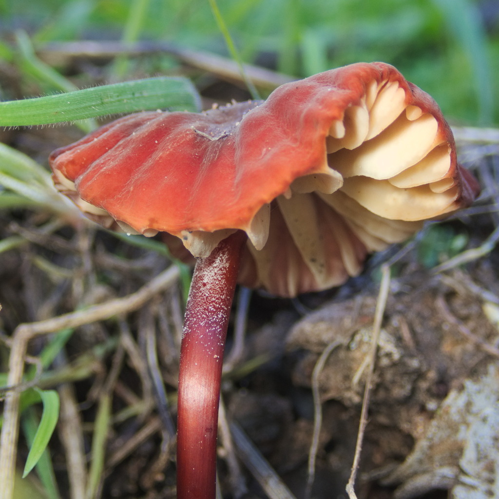 Marasmius plicatulus · January 2026 · photo: © tyno (iNaturalist, cc-by)