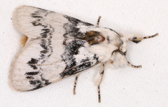 Iropoca rotundata