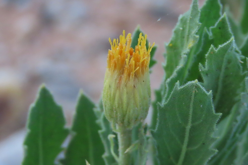 Nama Draaibos (Pegolettia oxyodonta)