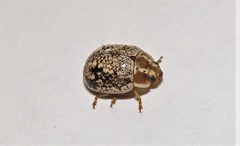 Paropsisterna tigrina