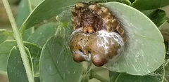 Mastophora cornigera
