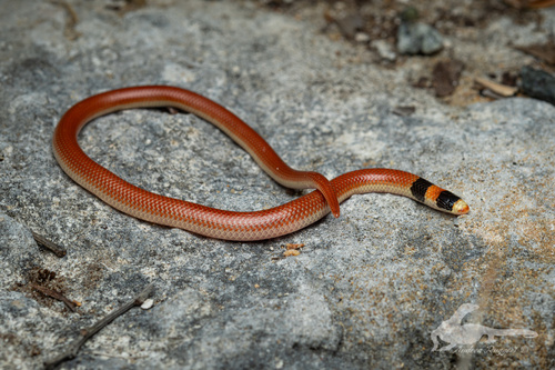 Black-naped Burrowing Snake