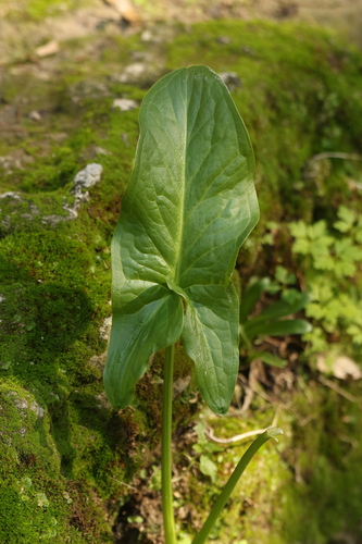 Arum dioscoridis, photograph 6