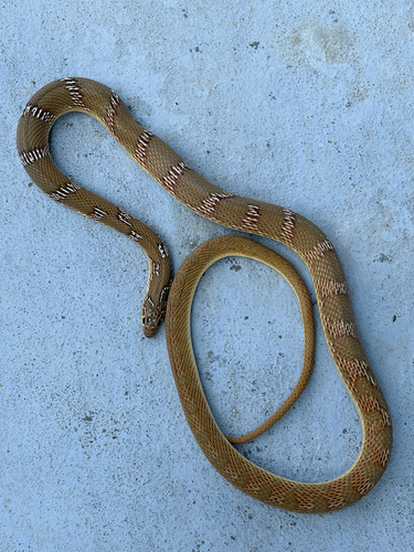 Photo of a Joseph's Racer (Platyceps josephi)
