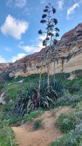 Foto de Sisal