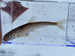 Pygmy Whitefish photo 1