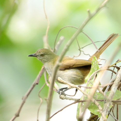 iNaturalist image
