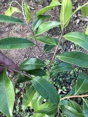 Aquilaria crassna