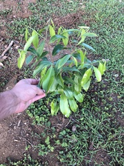 Aquilaria crassna