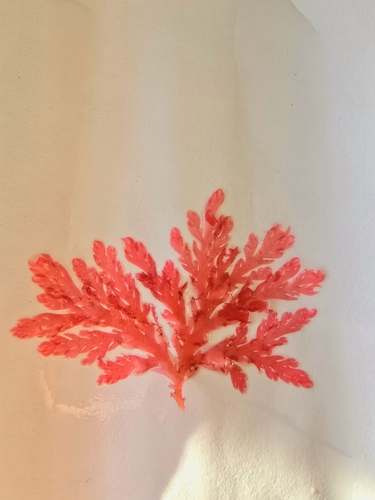 Plocamium cirrhosum observed 2026-01-18