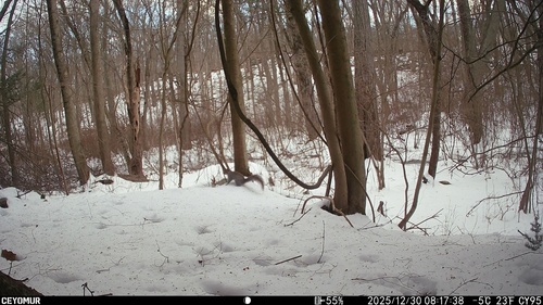 Eastern Gray Squirrel