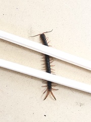 Scolopendra japonica