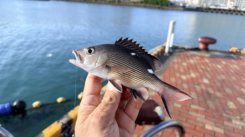 Bohar snapper (Lutjanus bohar) — Lutjanidae — 2