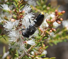 Bembix vespiformis