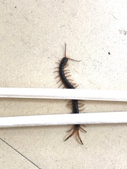 Scolopendra japonica