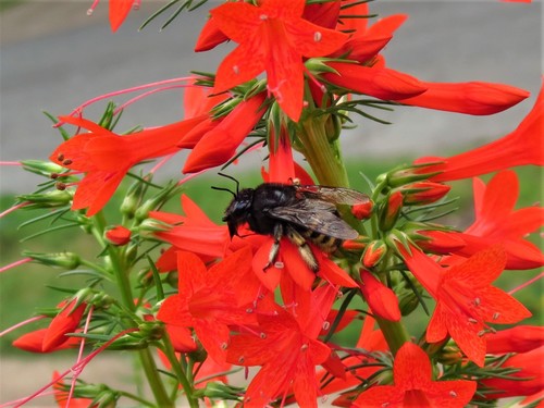 Horse-fly Carpenter Bee photo 5
