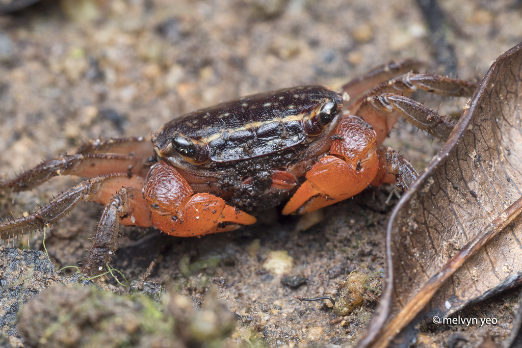 Red Inca Crab