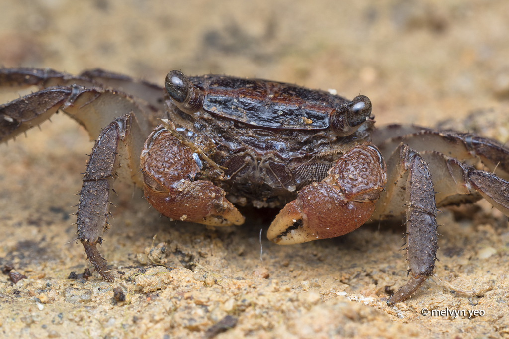 Pseudosesarma crassimanum
