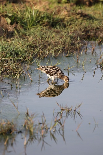 iNaturalist: (c) nicdj, some rights reserved (CC BY-NC) iNaturalist image