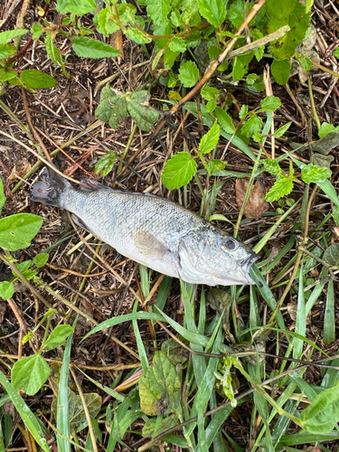 Bobby (Leiopotherapon unicolor) — Terapontidae