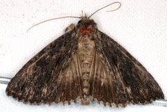 Crioa acronyctoides