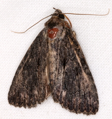 Crioa acronyctoides