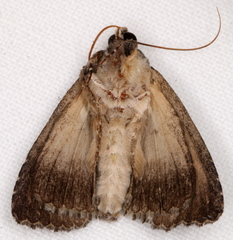 Crioa acronyctoides