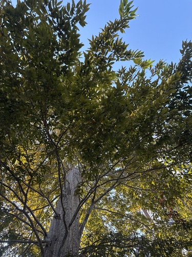 Lagerstroemia calyculata, photograph 3