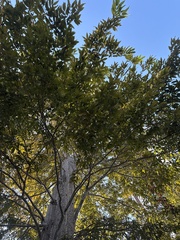 Lagerstroemia calyculata, photograph (c) Vladislav Isaev, some rights reserved (CC BY)