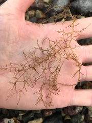 Chondria dasyphylla