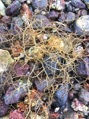 Chondria dasyphylla