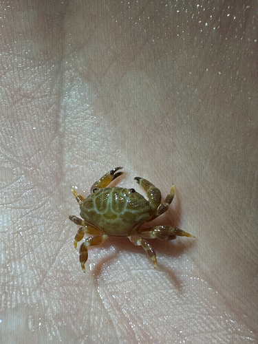 Liomera, 2026-01-17
