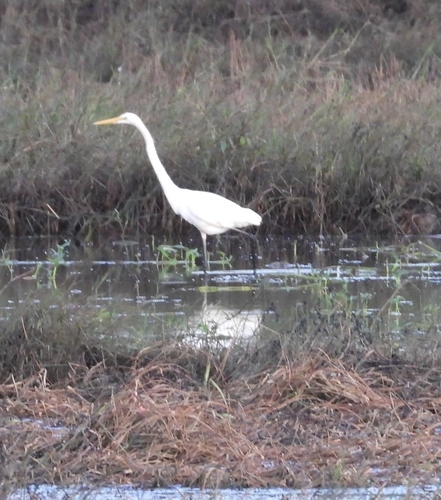Great Egret
