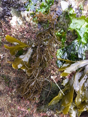 Saundersella simplex