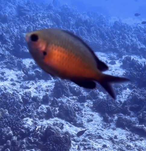 Chromis ovalis observed 2026-01-17